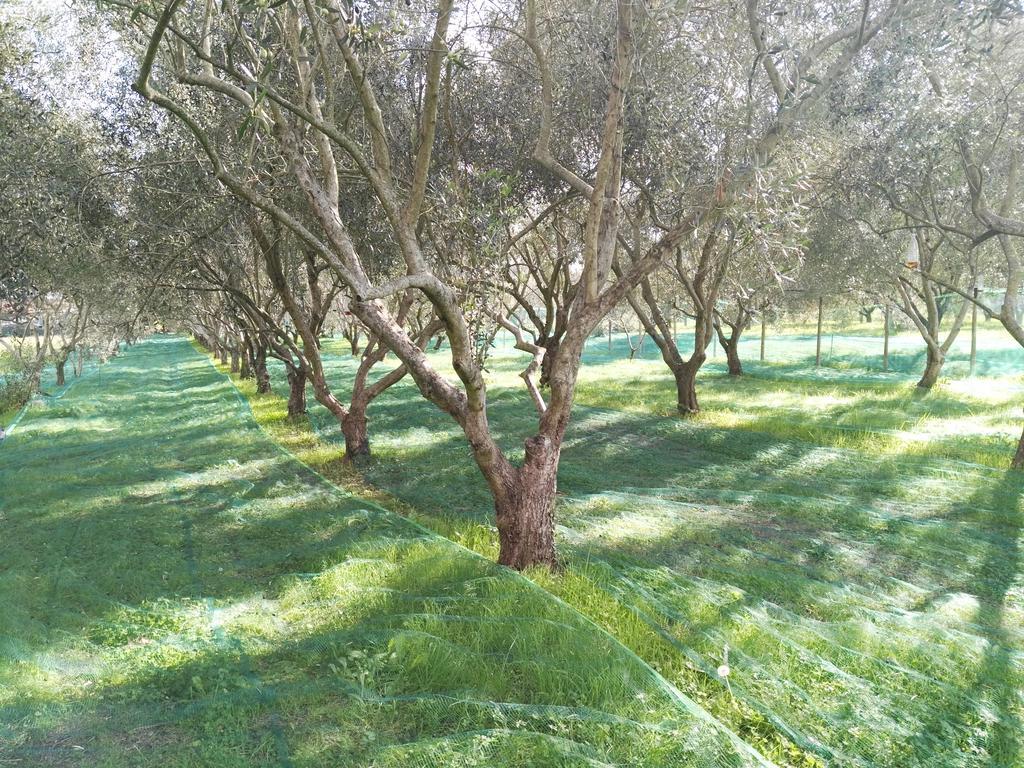 B&B Da Pio Pietrasanta Buitenkant foto